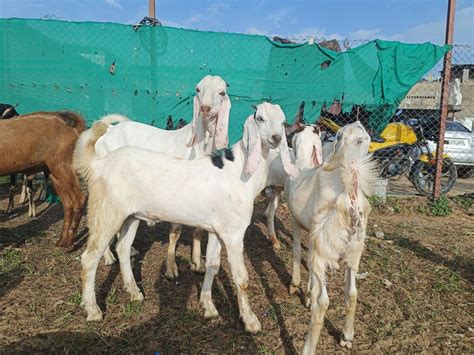 Sojat Male Goat At Rs Kg Rajasthani Sojat In Alwar Id