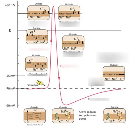 Action Potential Diagram Quizlet