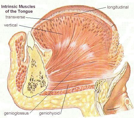 Intrinsic Muscles Of The Tongue Diagram Quizlet