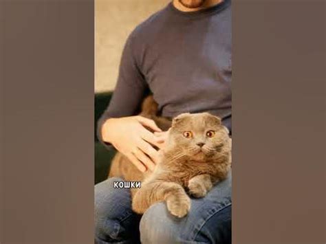 Зоотерапия. #кошки #кот #котики #психолог #психология #психосоматика ...