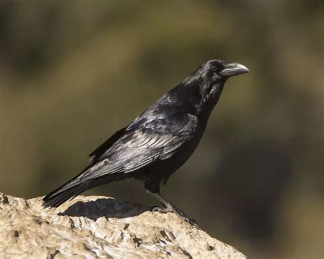 Common Raven - Facts, Diet, Habitat & Pictures on Animalia.bio