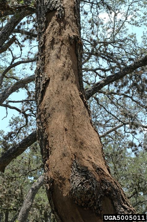 Hypoxylon Canker Of Oak Biscogniauxia Atropunctata Atropunctata