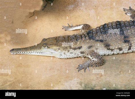 Crocodile Alligator Cayman Alligators Crocodiles Caymans Stock
