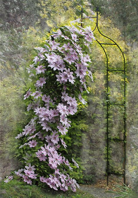 Climbing Clematis Photograph By Angie Vogel Fine Art America