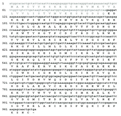 The Putative Amino Acid Sequence Of H Lepturus PLD1 The Mature Main