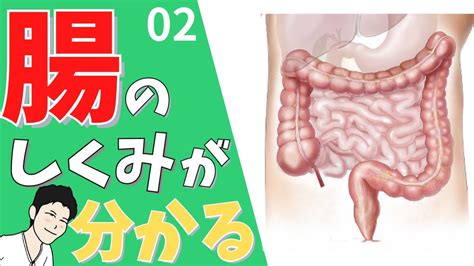 ②【小腸・大腸】構造、働きを10分で解説（看護、薬学生向け） Youtube