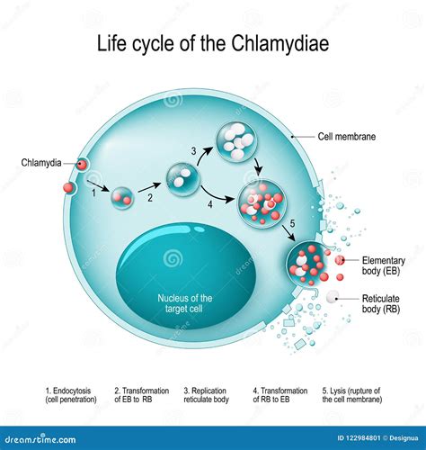 Chlamydia Life Cycle Bacteria Stock Vector Illustration Of Medical