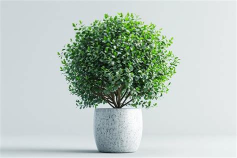 Ornamental Shrub In A Pot With Clipping Path Premium Ai Generated Image