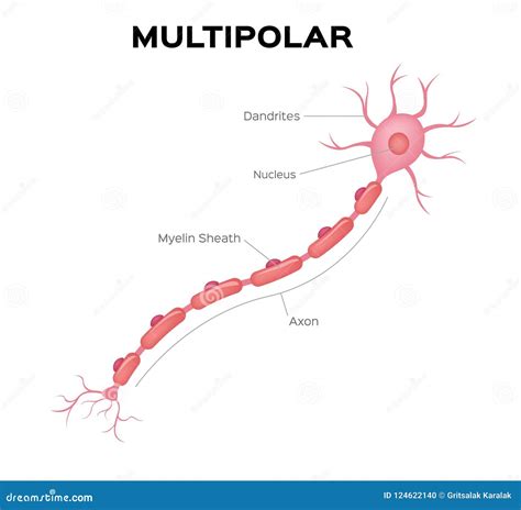 Neuron Multipolar Anatomy . Infographic Stock Vector - Illustration of ...