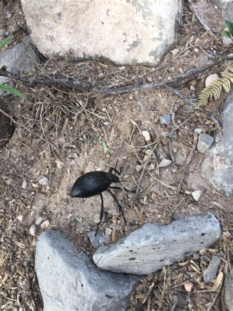 Desert Stink Beetles From Ciudad Lerdo Dgo Mx On September