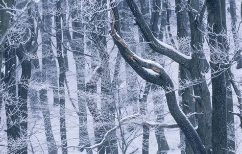 无人横图室外白天正面旅游度假美景雪大雪奥地利欧洲维也纳阴影反射影子积雪景观雪景冬季冬天枝条首都