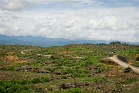 Palm Oil Production in Indonesia - The Borgen Project