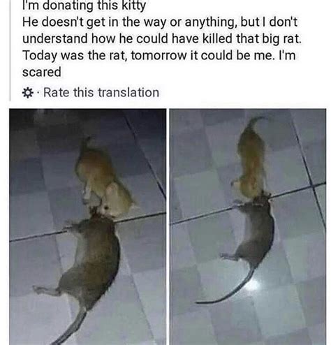 Le Big Rat Meme By Drinkbeer Memedroid