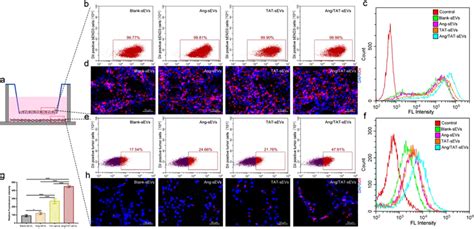 Targeting Efficiency And Cell Uptake Of SEVs In The BBB Cell Model In