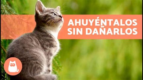 5 Formas Efectivas de Ahuyentar a un Gato del Jardín Actualizado