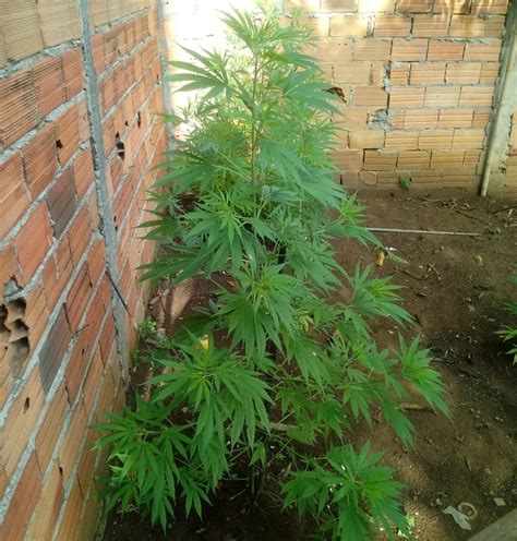 Pol Cia Apreende Seis P S De Maconha Em Casa No Marengo Em