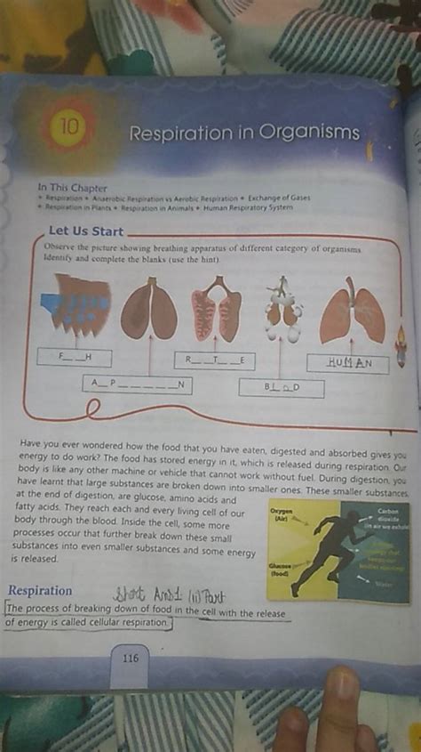 10 Respiration In Organisms In This Chapter Respiratian Avaerobic Rei