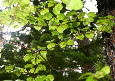 Medicinal Benefits of the Hawthorn Herb