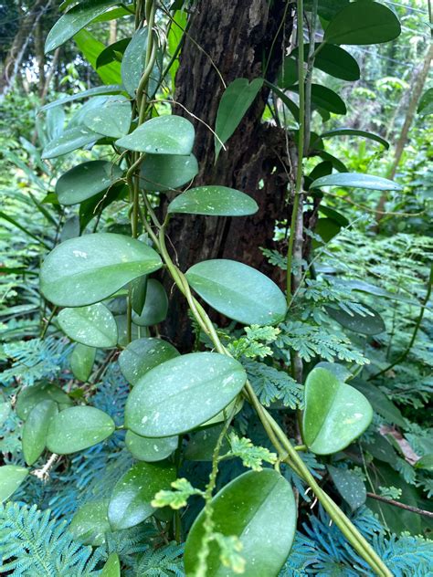 Hoya Diversifolia In Its Natural Habitat Indonesia Rhoyas