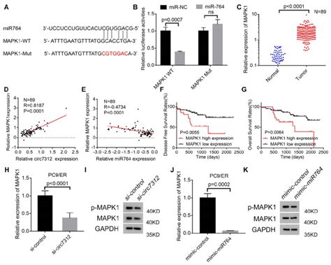 Mapk1 Targeted By The Circ7312mir 764 Axis A The Sequence Of The