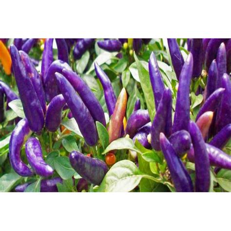 Купить Перец Кайен Фиолетовый (Cayenne Purple chilli)