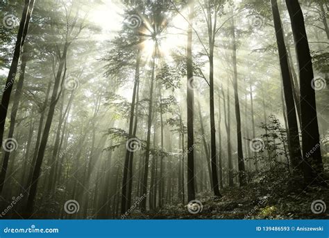 Bosque De La Haya Del Otoño En Un Día Brumoso Soleado Imagen De Archivo Imagen De Follaje