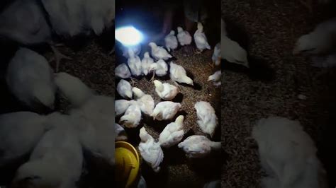 Ayam Broiler Umur 2 Minggu Youtube