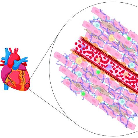 Cardiac Cell Types And Microenvironment Schematic Representation Of