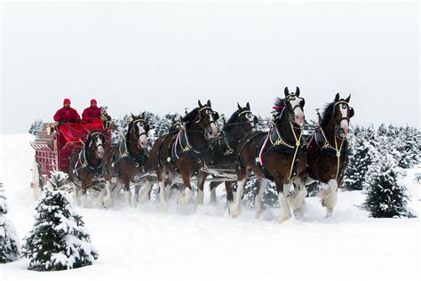 Budweiser Clydesdales Christmas Wallpaper