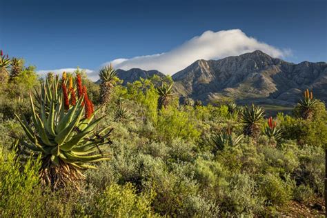 Farm In The Karoo With Old Rural Houses And The Swartberg Mountains In