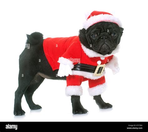 Black Pugs In Funny Costumes