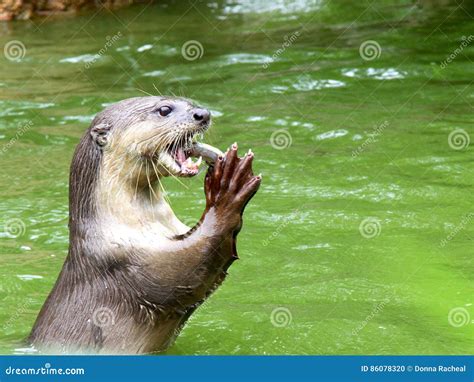 Otter Der Fische Isst Stockfoto Bild Von Tiere Otter 86078320