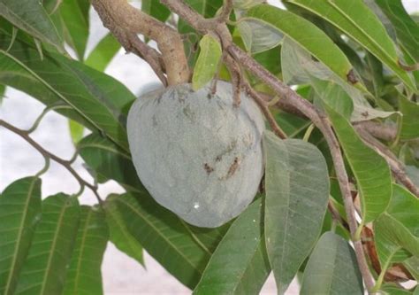 Fotos gratis árbol naturaleza fotografía Fruta hoja flor foto