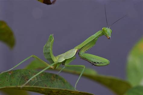 Hierodula Majuscula Giant Australian Rainforest Mantis 45 Off