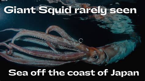 Giant Squid Rarely Seen Sea Off The Coast Of Japan Alo Japan