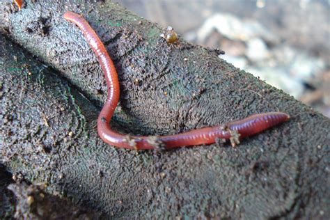 Red Wiggler Worms Flickr Photo Sharing