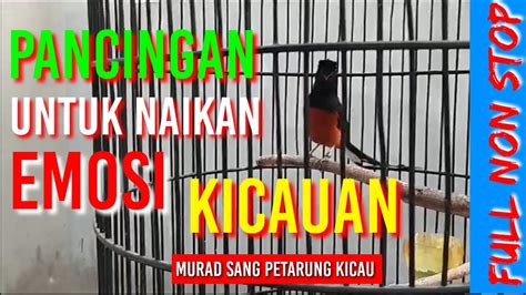 Kicauan Merdu Pembangkit Emosi Murai Batu Jadi Juara Ampuh Dan