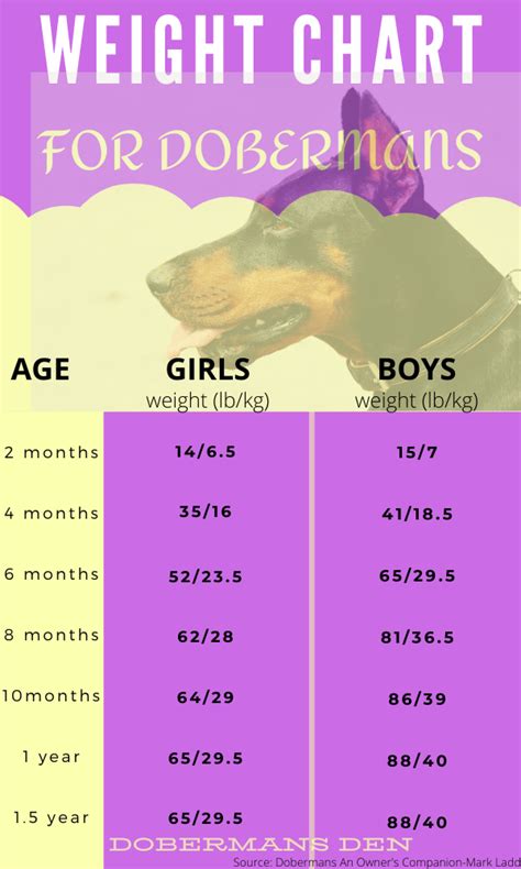 Doberman Size Chart Doberman Vs American Pinscher European Dobermans