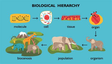 Biological Classification Biology Notes