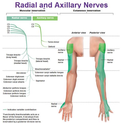 Radial Nerve: Motor Function Of Radial Nerve