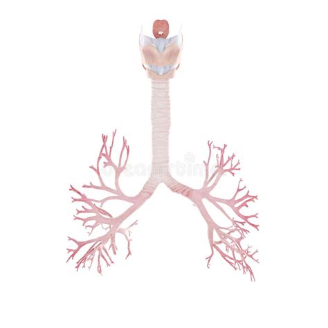 The Bronchi Stock Illustration Illustration Of Heartbeat 165082878