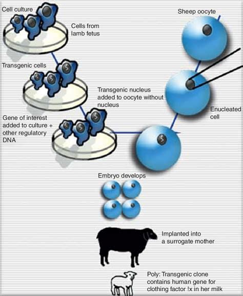 Transgenic Animals Diagram