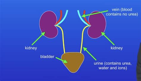 Hormonal Coordination In Humans Flashcards Quizlet