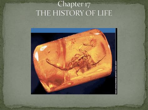 Ppt Chapter 17 The History Of Life Powerpoint Presentation Free