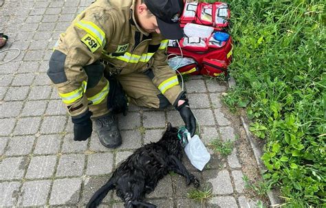 Stra Acy Z Gda Ska Uratowali Ton Cego Kota W Ostatniej Chwili