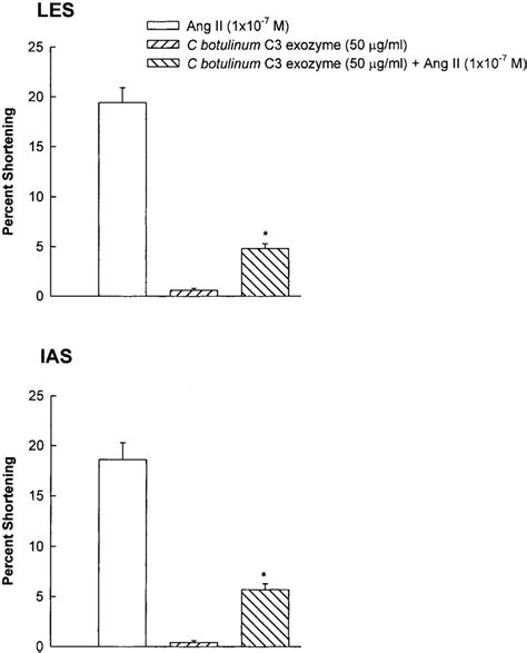 Effect Of Rho Inhibitor Clostridium Botulinum C Exozyme On Ang