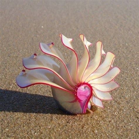 Pin By Emmy On Beachesoceans Beautiful Sea Creatures Pictures Of