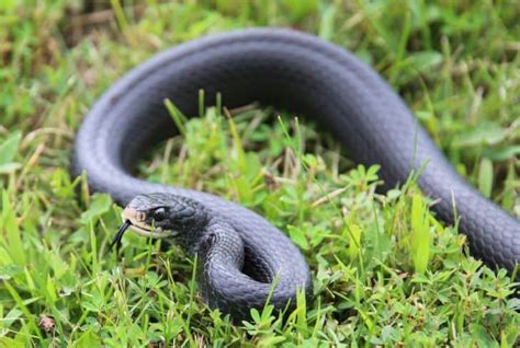 13 Types Of Black Snakes In Florida With Pictures Earth Eclipse