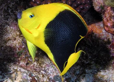 Anjo Bicolor Peixe Caracter Sticas Reprodu O Alimenta O E Dicas