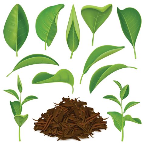 Realistic Tea Leaves Set 1992338 Vector Art At Vecteezy